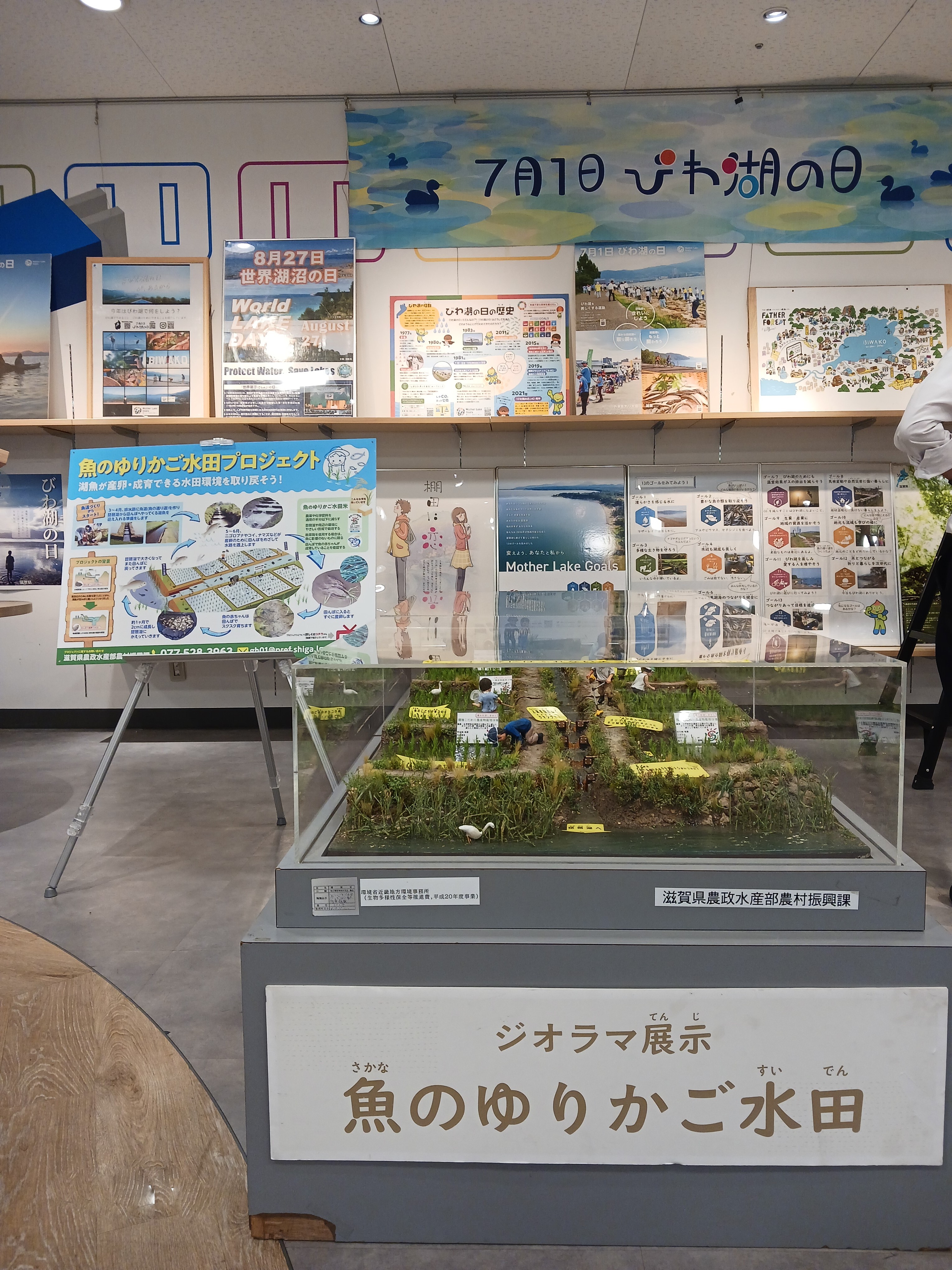 画像：近鉄百貨店草津店で魚のゆりかご水田のジオラマを展示中！