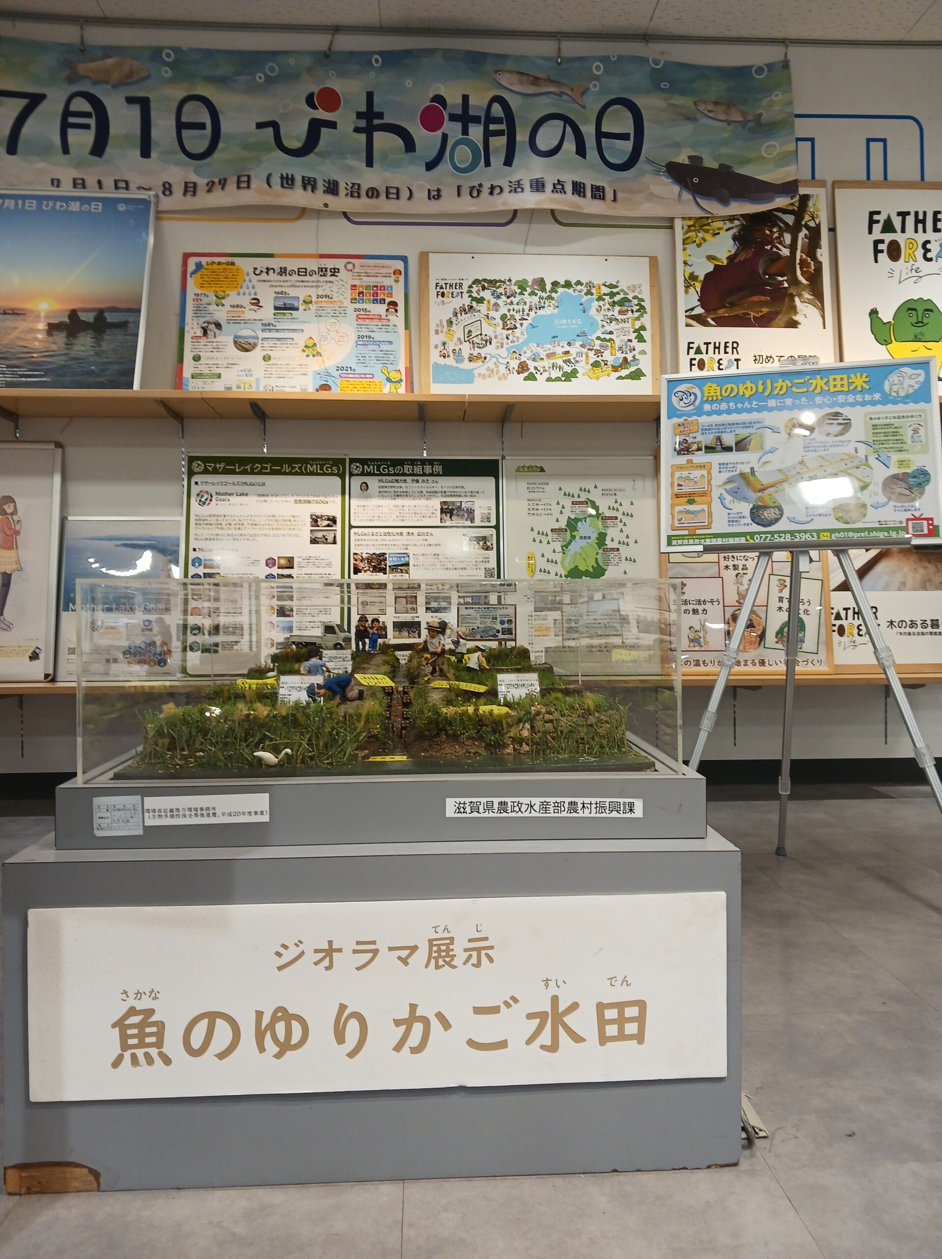 画像：近鉄百貨店草津店で魚のゆりかご水田のジオラマを展示中！